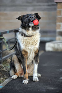 Close-up of dog looking away