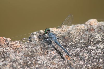 Close-up of insect on rock