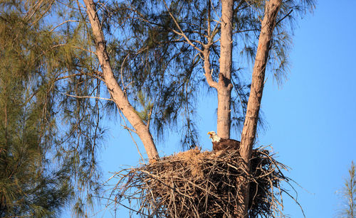 Low angle view of bird nest on tree against sky