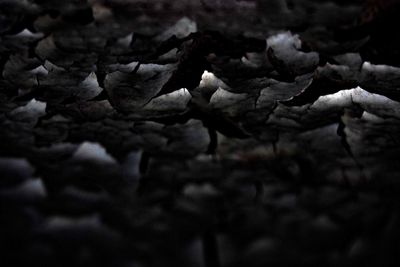 Full frame shot of dry leaves on field