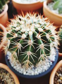 High angle view of cactus plant