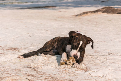 Dog lying on sand