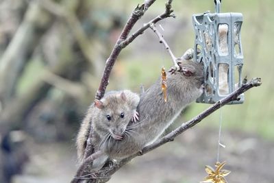 Close-up of squirrel on tree