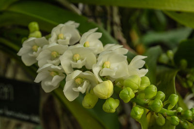 Close-up of flowers growing in park