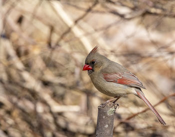 Close-up of a bird perching on branch