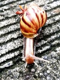 Close-up of snail