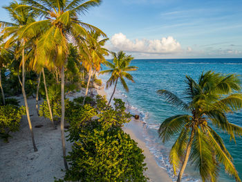 Palm trees on beach against sky