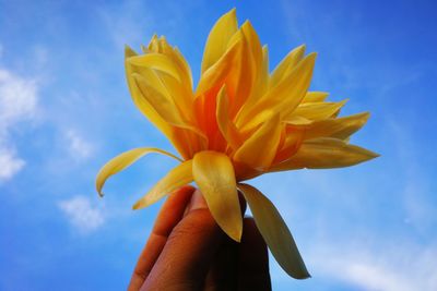 Close-up of hand holding yellow flower against sky