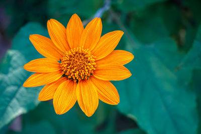 Close-up of orange flower