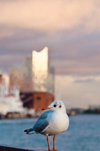 Seagull on a sea