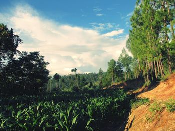 Plants growing on landscape against sky