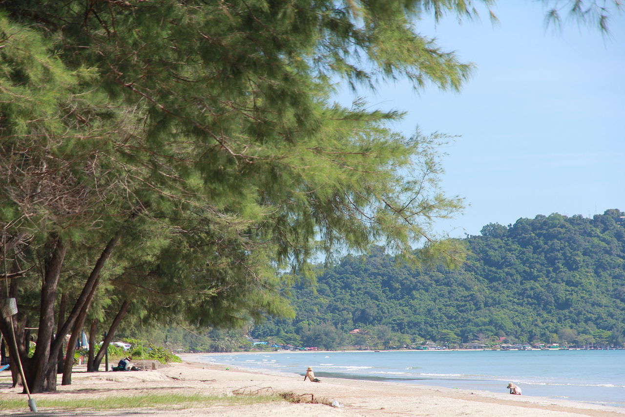 TREES ON BEACH AGAINST SKY