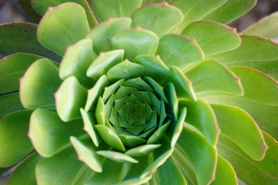 Saucer plant, aeonium urbicum, a species of tree houseleeks