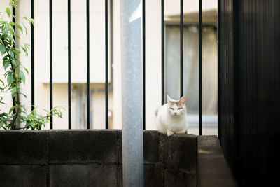 Cat sitting on low wall