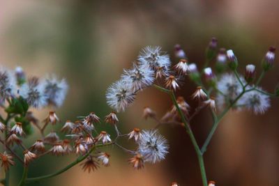 Close-up of flowering plant