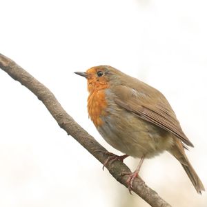 Low angle view of bird perching on branch