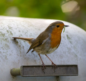 Close-up of bird perching outdoors