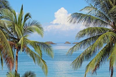 Palm trees by sea against sky