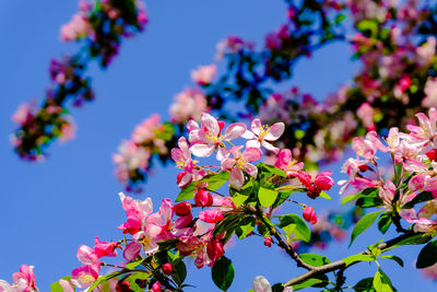 Low angle view of pink cherry blossoms against sky