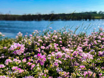 A close-up shot of purple flowers with a blue lake in the background