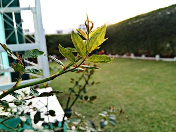 Close-up of fresh green plant