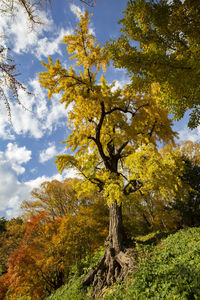 Low angle view of autumnal tree against sky