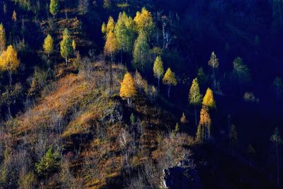 Trees in forest during autumn