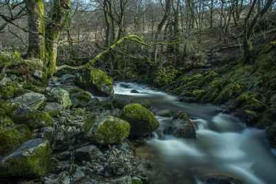 Scenic view of waterfall in forest