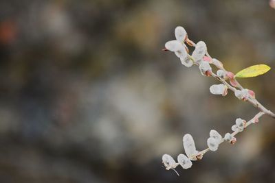 Close-up of white flowers