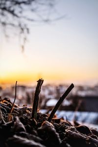 Close-up of plant on beach against sky during sunset