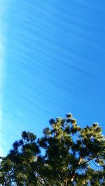 Low angle view of trees against blue sky