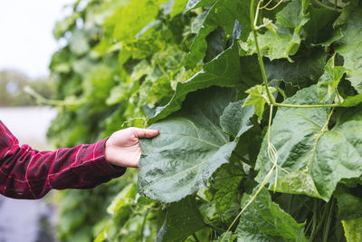 Cropped hand of woman holding plant