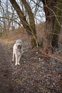 Portrait of dog in forest during autumn