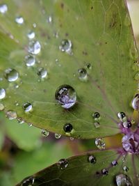 Close-up of raindrops on leaves