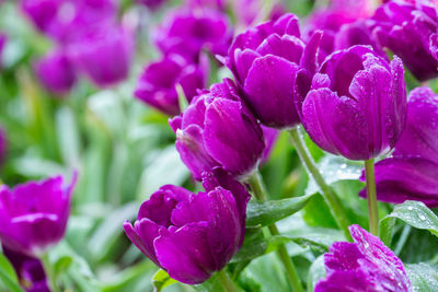 Close-up of purple flowering plant