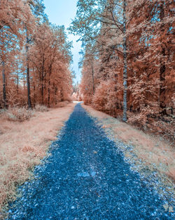 View of empty road along trees