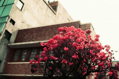 Low angle view of pink flowering plant against building