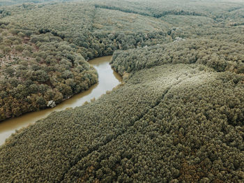 High angle drone view of river and forest