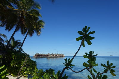 Palm trees by sea against clear blue sky