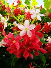 Close-up of red flowers blooming outdoors