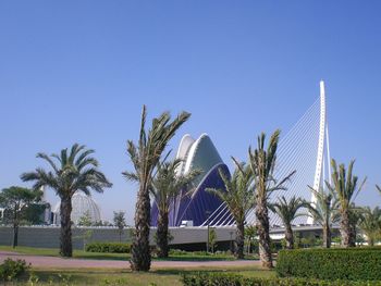 Palm trees against blue sky