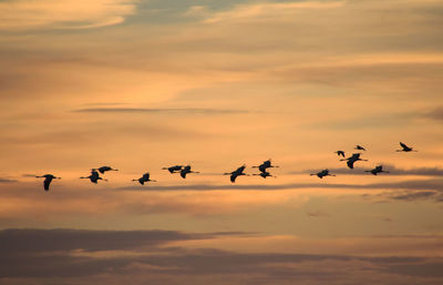 Flock of birds flying in sky