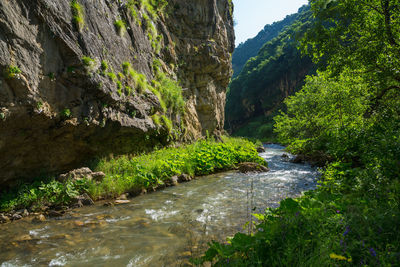 Scenic view of river amidst trees in forest