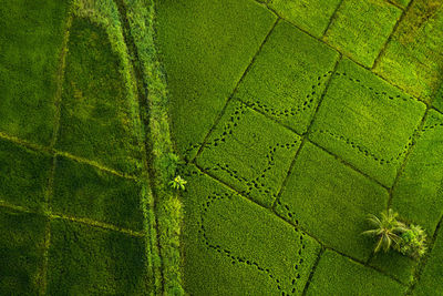 Full frame shot of green leaves