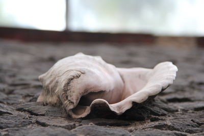 Close-up of animal skull