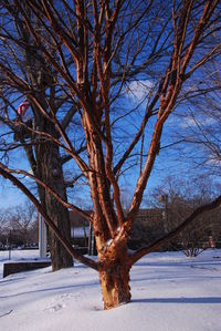 Bare trees on snow covered landscape