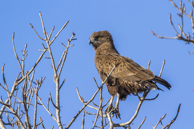 Low angle view of eagle perching on branch against sky