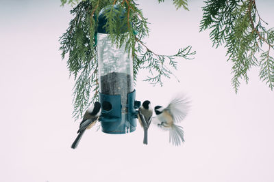 Low angle view of chickadees feeding on tree against sky