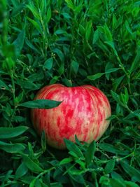 Close-up of apple growing on field