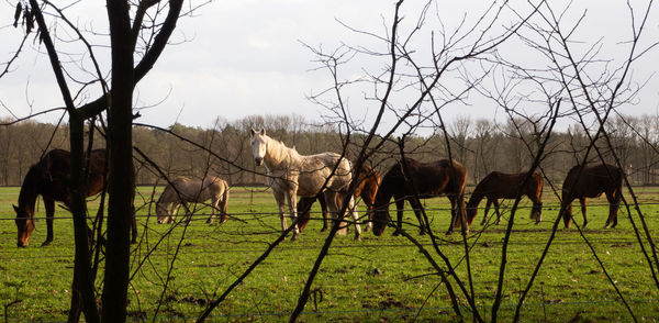 Horses grazing in a field